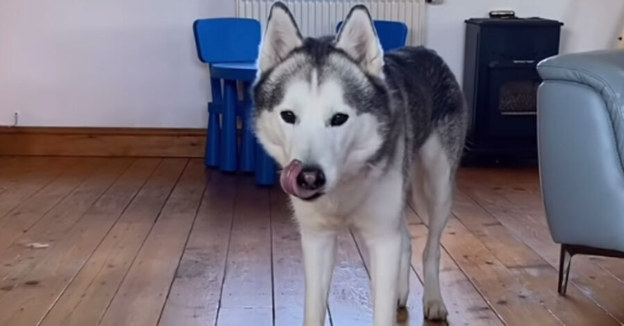 Husky che osserva