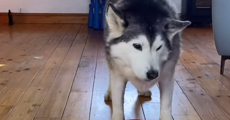 Husky che osserva