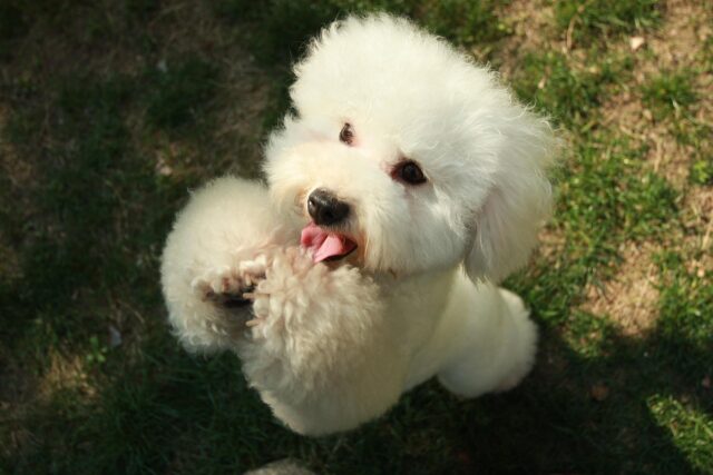 Il Barboncino incontra per la prima volta il suo nuovo amico, un cucciolo davvero speciale (video)