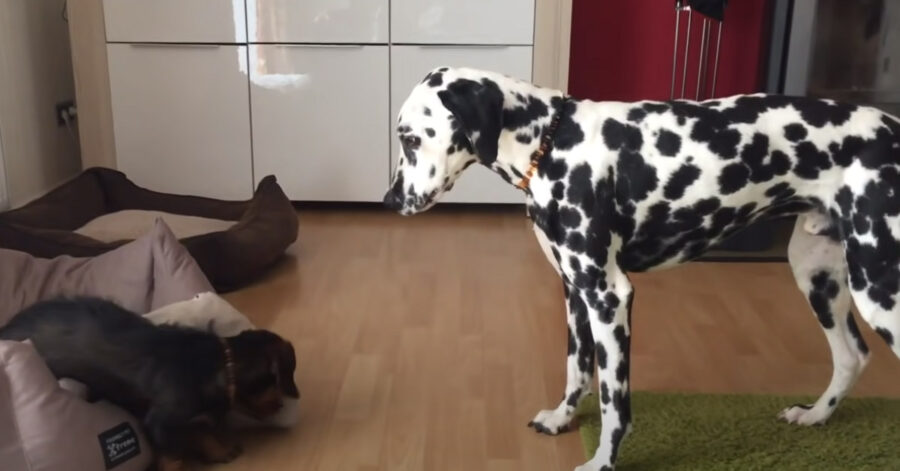 Dalmata che gioca con un Bassotto