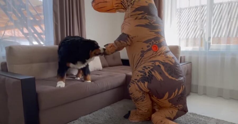 Bovaro del Bernese che gioca con un t rex