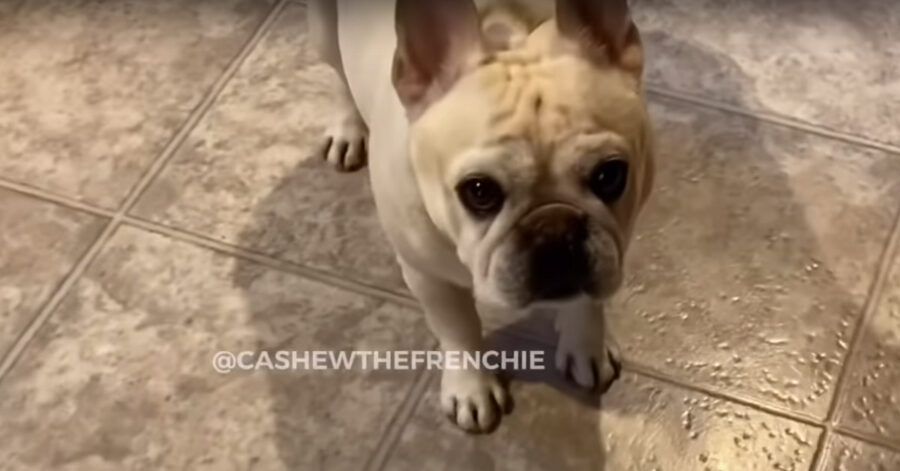 Bulldog Francese che osserva