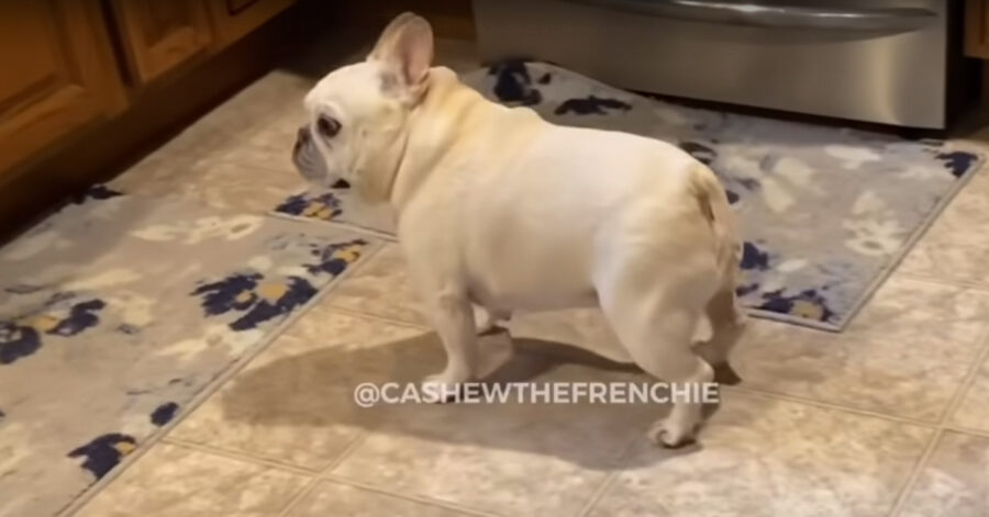 Bulldog Francese che osserva