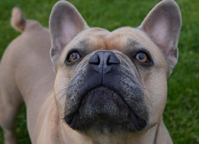 Il Bulldog Francese reagisce alle sue stesse flatulenze e il momento è da ridere (video)