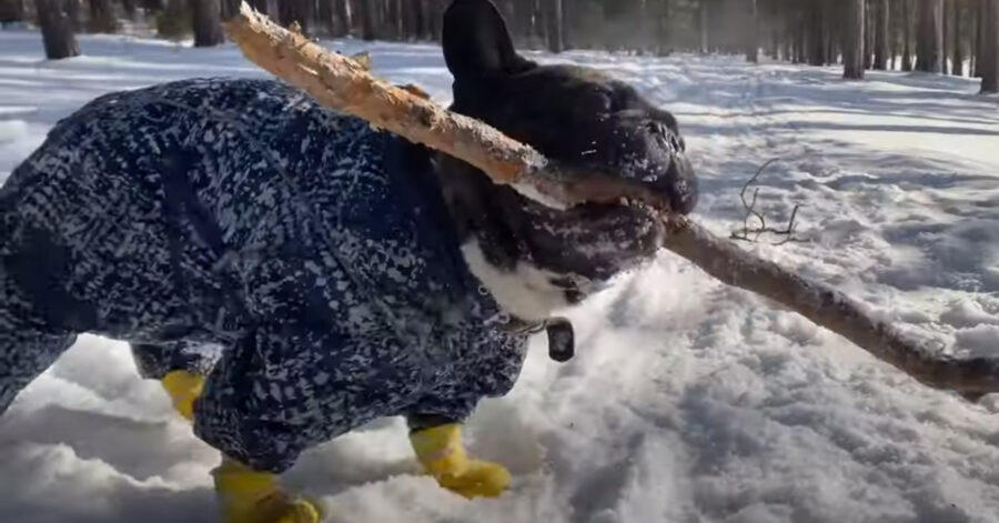 Bulldog Francese nella neve