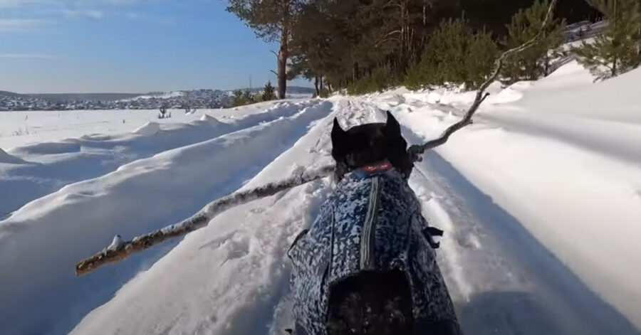 Bulldog Francese nella neve