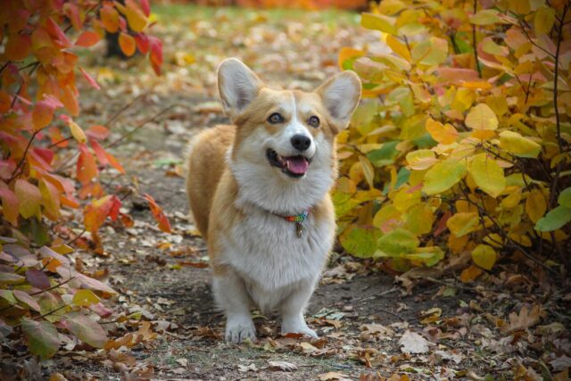 Il Corgi si gode un tenero massaggio con l’aspirapolvere (video)