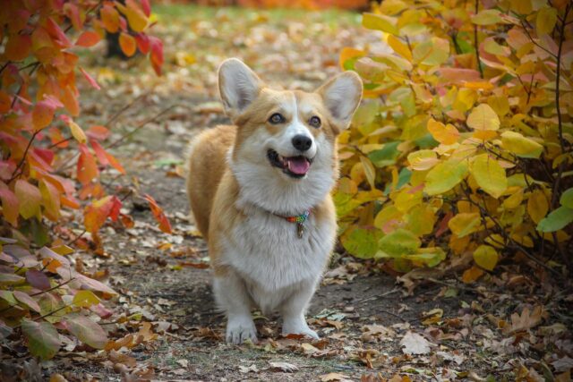 Il Corgi si gode un tenero massaggio con l’aspirapolvere (video)