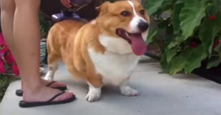 Corgi che osserva