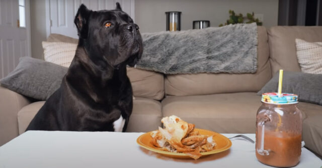 Il Corso resta da solo con un gustoso pollo: riuscirà a resistere alla tentazione di mangiarlo? (video)