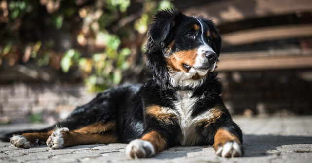 Il Golden Retriever e il Bovaro del Bernese giocano a nascondino (video)