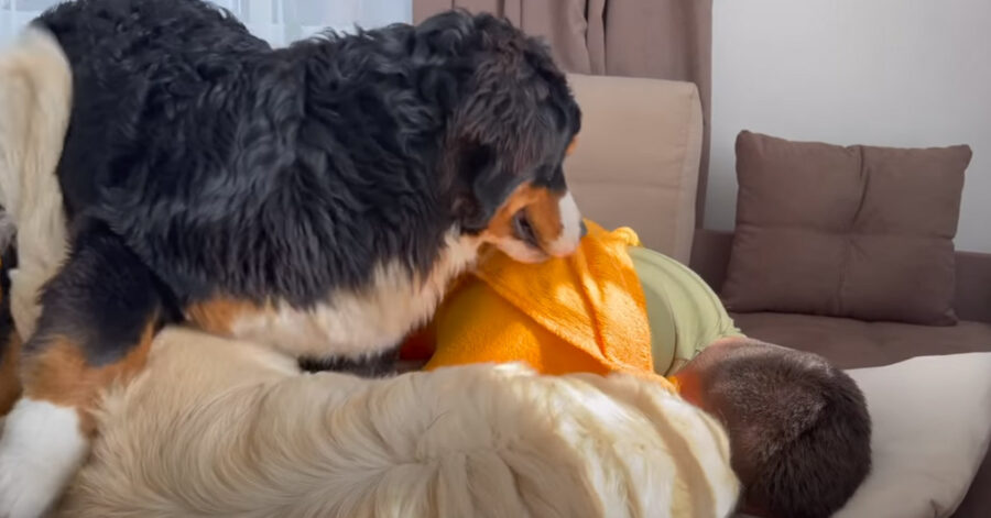 Golden Retriever e Bovaro del Bernese che giocano insiemei modi a svegliare il padrone (video) 1