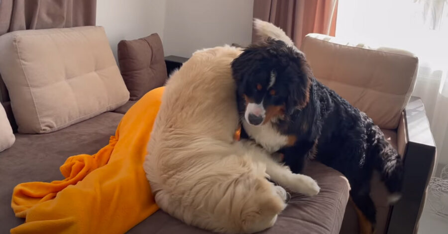 Golden Retriever e Bovaro del Bernese che giocano insiemei modi a svegliare il padrone (video) 1