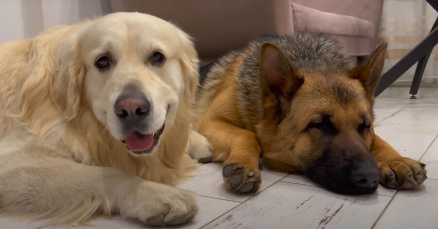 Pastore Tedesco con un Golden Retriever accanto