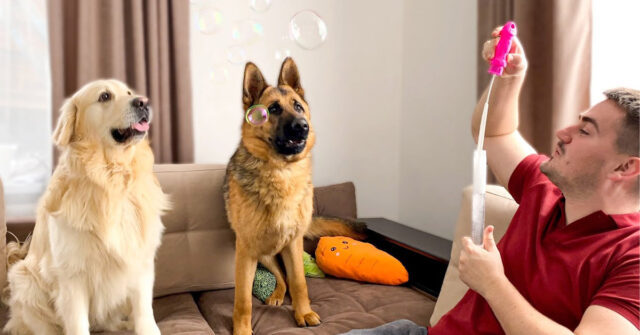 Il Golden Retriever e il Pastore Tedesco si affrontano per la prima volta in una gara di bolle di sapone