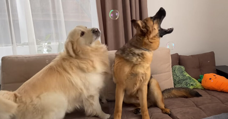 Golden Retriever e Pastore Tedesco giocano con le bolle di sapone