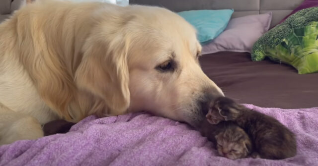 Il Golden Retriever incontra i gattini appena nati per la prima volta: impossibile non emozionarsi