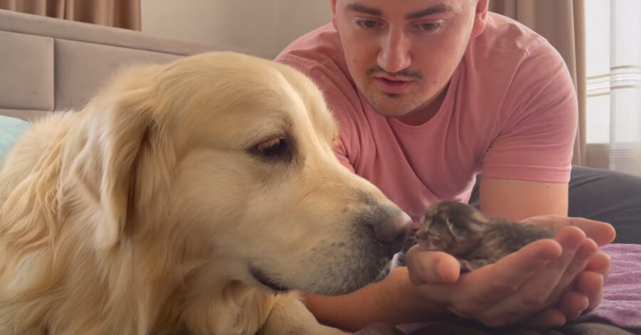 Golden Retriever con dei gattini