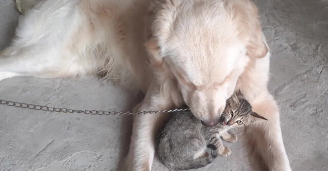 Il Golden Retriever incontra un gattino per la prima volta e il momento è magico