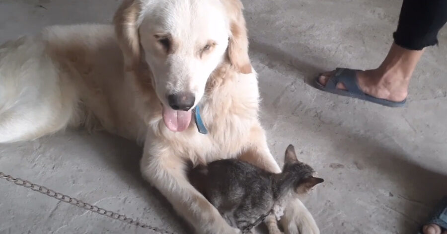 Golden Retriever incontra gattino
