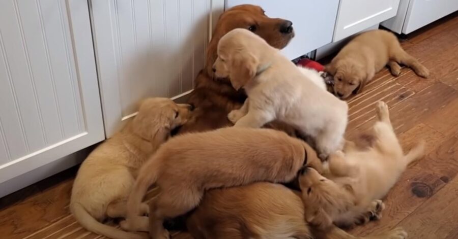 Golden Retriever con i cuccioli