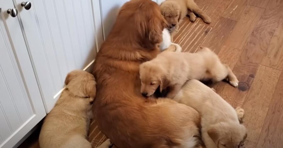 Golden Retriever con i cuccioli
