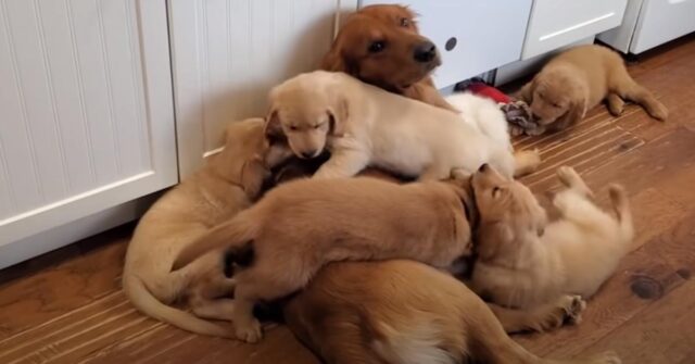Il Golden Retriever papà è quasi “esasperato” dai suoi cuccioli che non lo lasciano in pace (video)