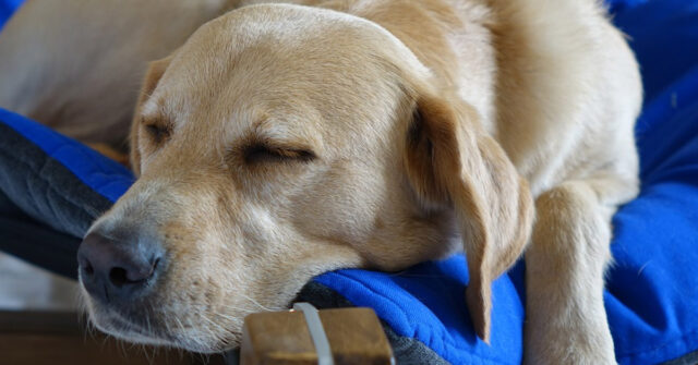 Il Labrador cerca in tutti i modi di svegliare suo fratello: è ora di giocare (video)