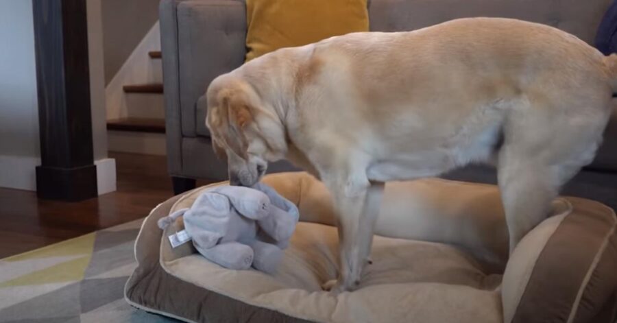 Labrador che gioca con un peluche