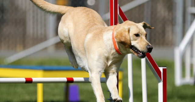 Il Labrador e lo Shih Tzu si sfidano in un difficile percorso ad ostacoli (video)