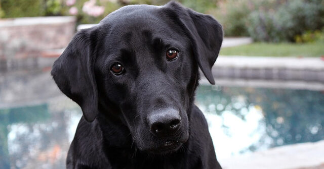 Il Labrador prova per la prima volta a prendere il cibo al volo e il risultato è tutto da ridere