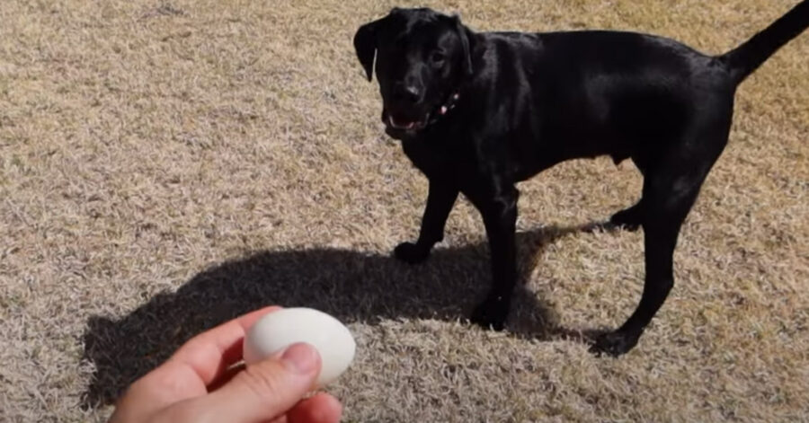 Labrador che osserva