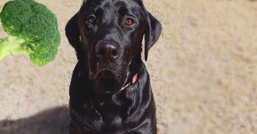 Labrador che osserva