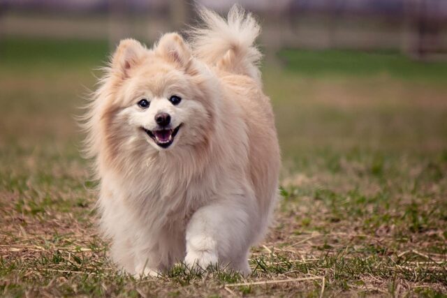 Il Pomerania si gode un pomeriggio sull’altalena insieme alla sua amica bambina (video)