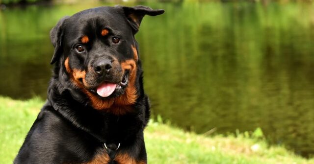 Il Rottweiler e il canguro si incontrano per la prima volta e decidono di “sfidarsi”