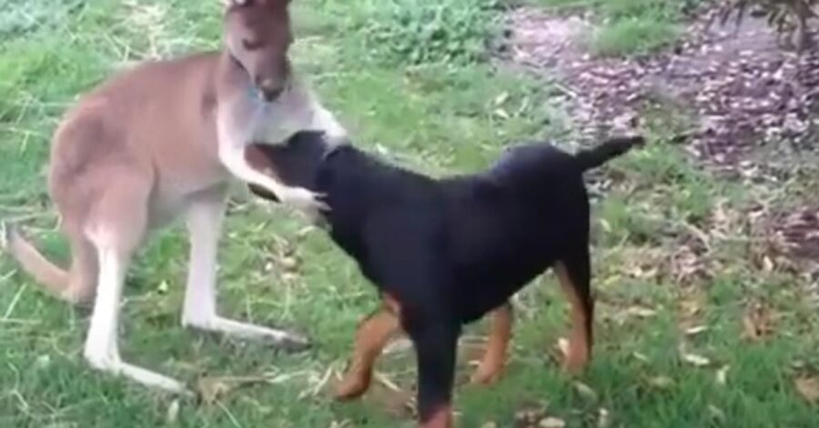 Rottweiler che gioca con un canguro