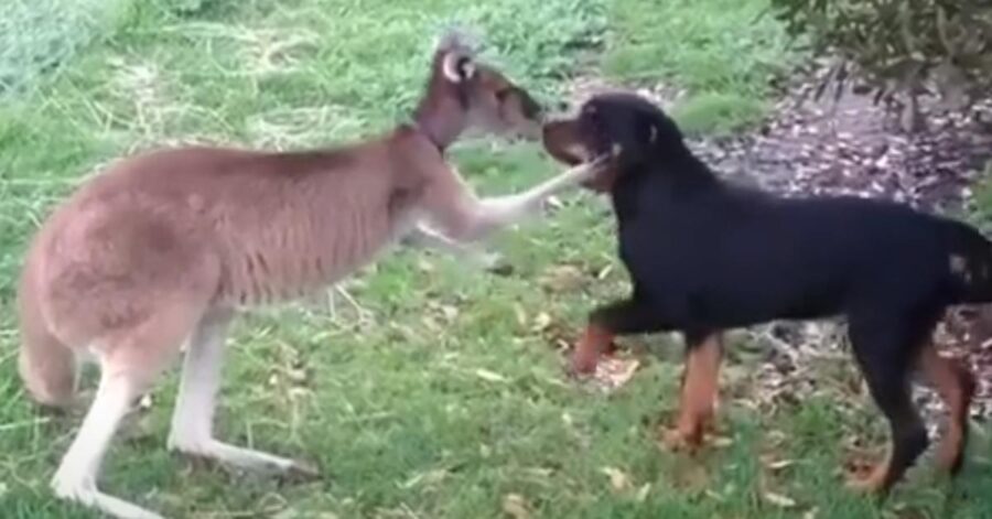 Rottweiler che gioca con un canguro