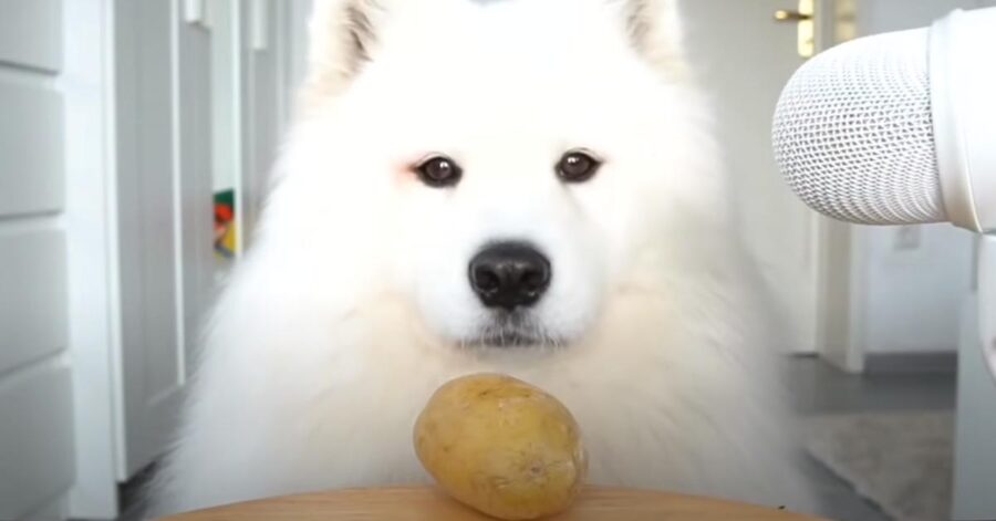 Cane Samoiedo che osserva una patata