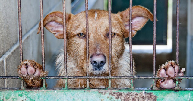 Il cane traumatizzato viene accarezzato per la prima volta: il video emoziona il web