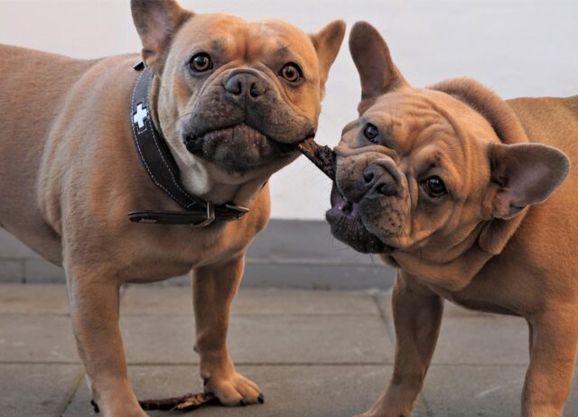 Il cucciolo di Bulldog Francese infastidisce il cane anziano e la scena è da ridere (video)