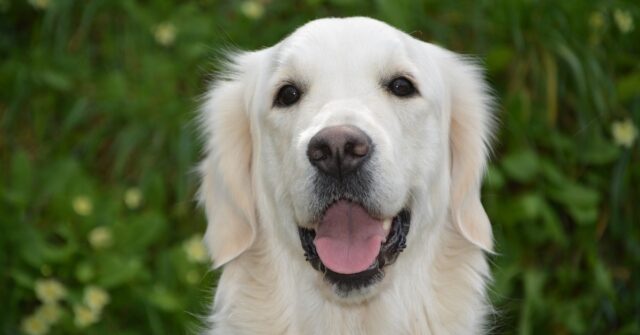 Il cucciolo di Golden Retriever fa da babysitter ai gattini (VIDEO)