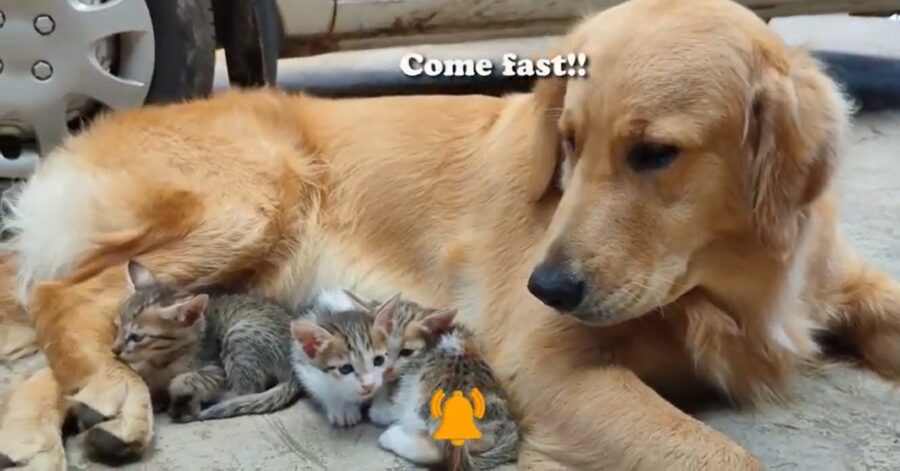 cucciolo di Golden Retriever fa da babysitter ai gattini