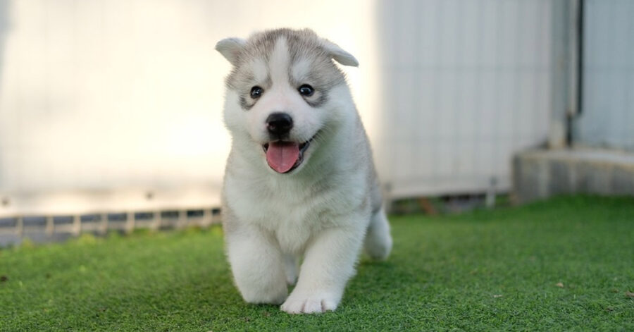 Cucciolo di Husky che corre