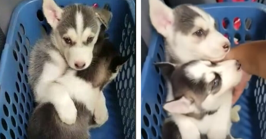 Cuccioli di Husky che si abbracciano