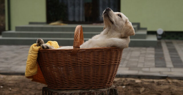 Il cucciolo di Labrador cade in modo adorabilmente divertente (video)