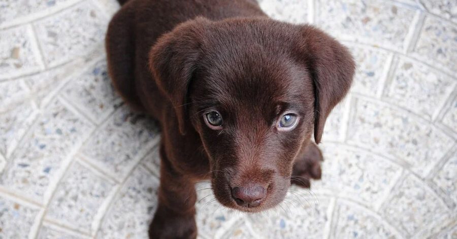 Cucciolo di Labrador che osserva