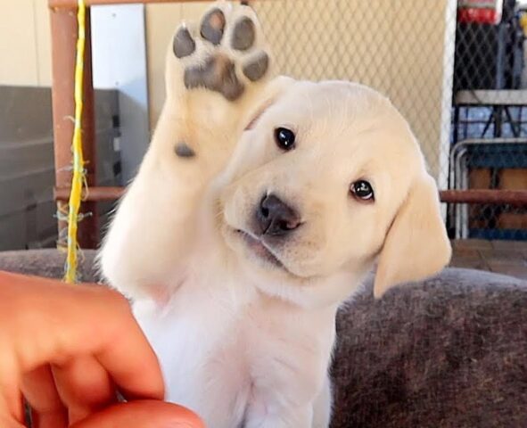 Il cucciolo di Labrador sferra un tenerissimo attacco alla telecamera (video)