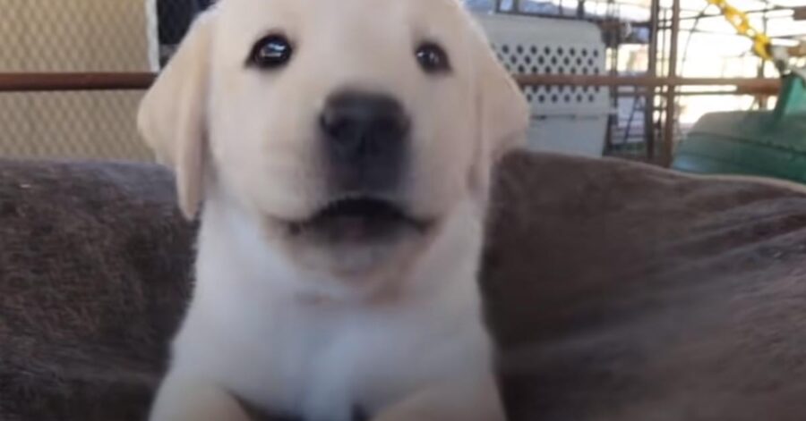 Cucciolo di Labrador in primo piano