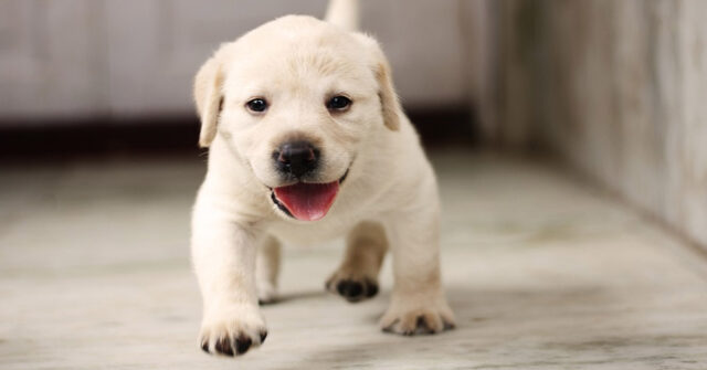 Il cucciolo di Labrador va per la prima volta in un negozio di animali e crede di essere in un parco giochi