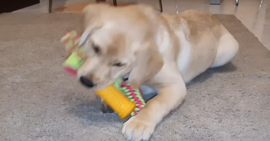 Cucciolo di Labrador che gioca